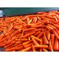 New Crop Fresh Carrot S Grade