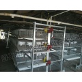 Galvanisation automatique Broiler Chicken Cage (H Type)