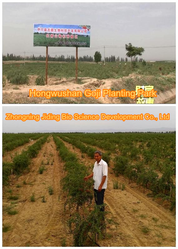 Goji Berry Planting Farm