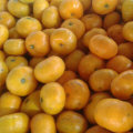 Good Quality of Fresh Sweet Baby Mandarin