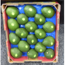 41X33cm Avocado Verpackung Blister Obst Tablett Beliebte Verwendung in Australien Markt