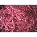 High Quality Without Stem Jinta Chili