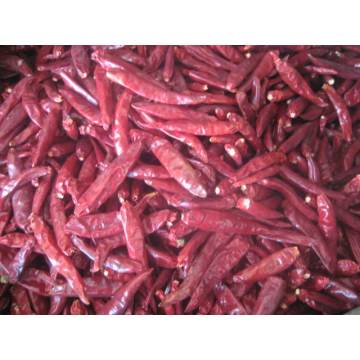 High Quality Without Stem Jinta Chili