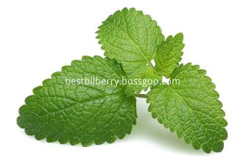 lemon balm.