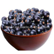 High Quality 5: 1 10: 1 20: 1 Acai Berry Extract