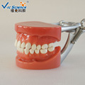 Dental Model Hard gum