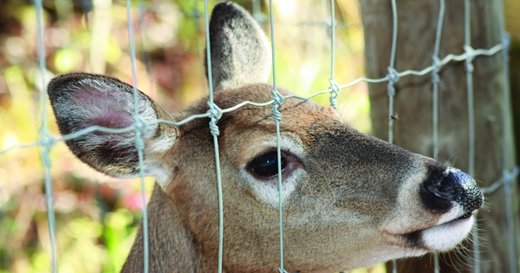 deer fence 03