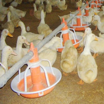 Goose /Duck Feeding System of Poultry Equipment