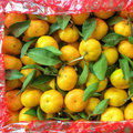 Golde Fournisseur de Sweet Baby Mandarin