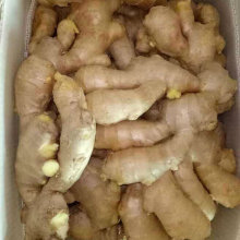 Good Quality of Chinese Air Dry Ginger