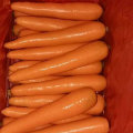 Good Quality of Chinese Fresh Carrot From Factory