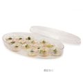 PP/PS Plastic Cup Smooth Dish 2 Oz in Oval Box