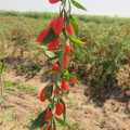 Medlar Nature Ningxia Organic Wolfberry