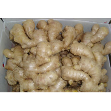 Air Dried Fresh Ginger