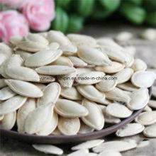 China Pure White Snow White Pumpkin Seeds Lower Price