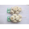 2014 Jinxiang Harvest White Color Garlic from China