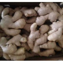 Hortalizas frescas Air Dry Ginger