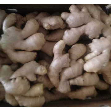 Fresh Vegetables Air Dry Ginger