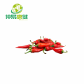 Red Chili Pepper Extract 10:1 Capsaicin95%