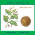 100% Natural Gambir Plant Extract Powder