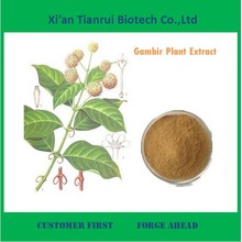 100% Natural Gambir Plant Extract Powder