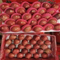 Good Quality Selected Fresh Apples