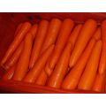 New Crop Fresh Carrot