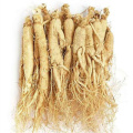 Extrait de plante de ginseng à 50%