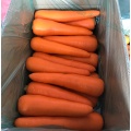 New Crop Fresh Red Carrot