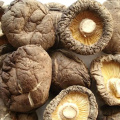 Luftgetrocknete Shiitake -Kappen