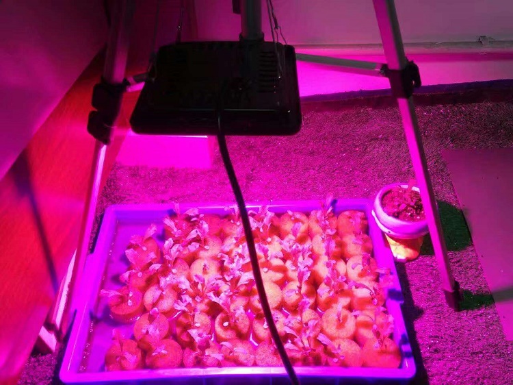 COB GROW LIGHT DIY