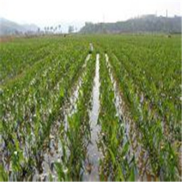 100% PP Spunbonded Nonwoven Fabric with UV for Agriculture as Weed Control Mat, Anti Grass Cloth, Plant Cover