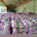 Chinese White Fresh Garlic Small Package