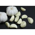 New Crop Pure White Garlic