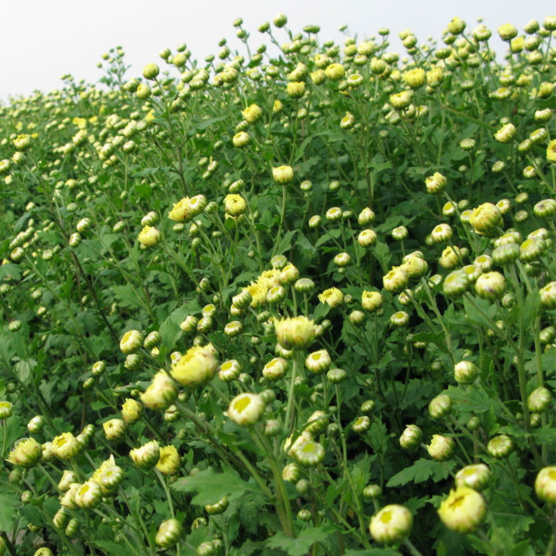 Fetal chrysanthemum tea