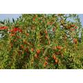 Органическое сертифицированное Goji Berry USDA, Ningxia Goji Berry, Chinese Wolfberry