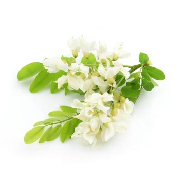 Natural Plant Extract Sophora Japonica extract