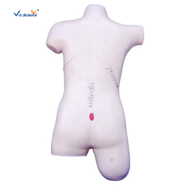 Surgical Suture and Bandaging Model