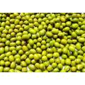 Fresh Green Mung Beans