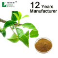 green tea extract Polyphenols EGCG