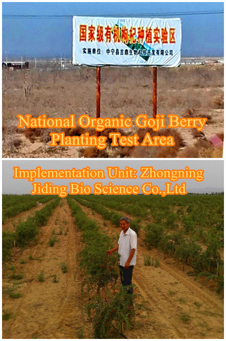 National Orgainc Goji berry planting farm