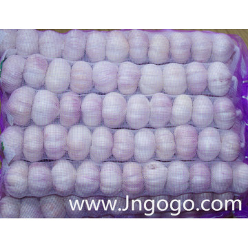 New Crop Fresh High Quality Normal White Garlic