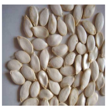 New Corp Organic Pumpkin Seeds Kernel