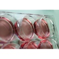 Cell Culture Plates