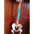 Color natural pelvis model of large spinal girdle