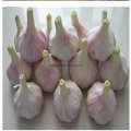 Chinese Red Garlic, Purple Color Garlic