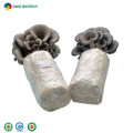 Mass- produced and hot sale Shiitake Mushroom Spawns