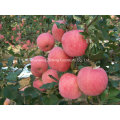 Nuevo Crop Carton Packing Sweet Apple