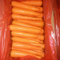 New Harvest Good Quality of Fresh Carrot (80-150g)