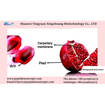 Granatum Punica Granatum Extrakt Punica Granatum Pflanze